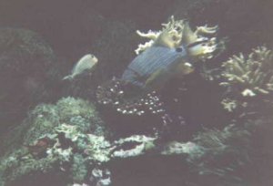 rybicky v oceanografickom muzeu